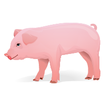 051 pig