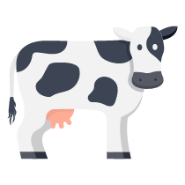 121 cow