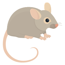179 mouse