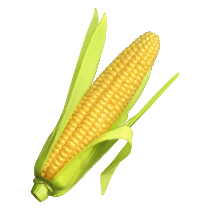 189 corn